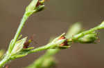 Hairy St. Johnswort